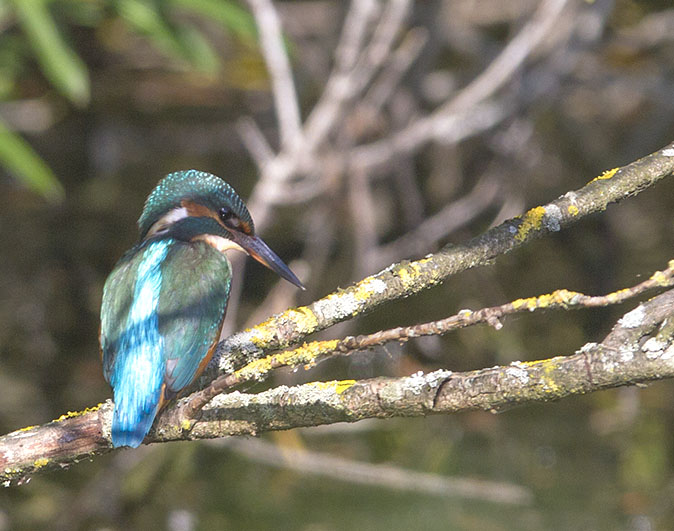 IJsvogel200812.jpg