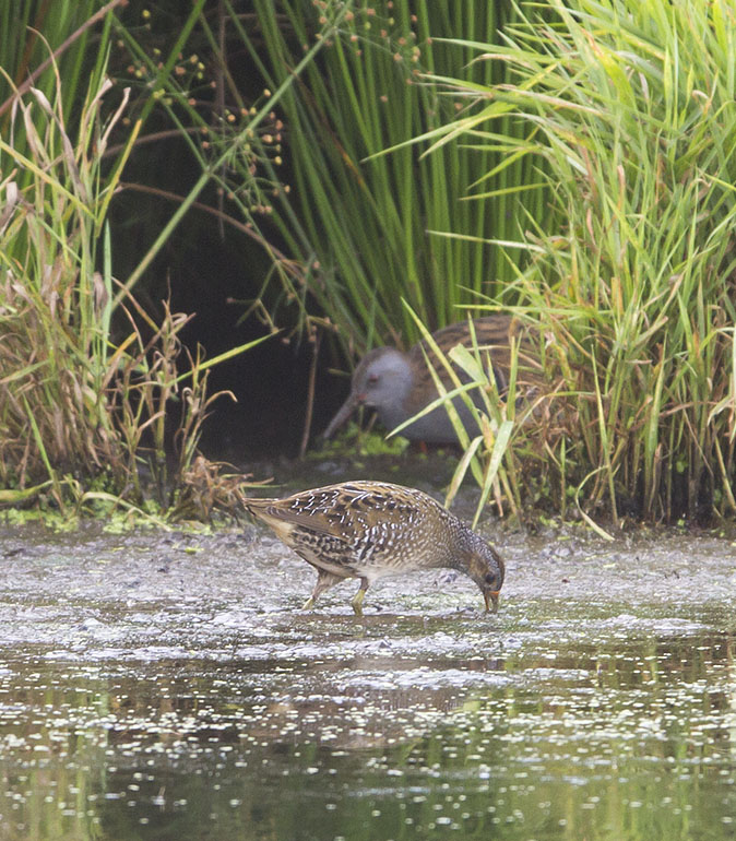 Porseleinhoen_Waterral230812.jpg