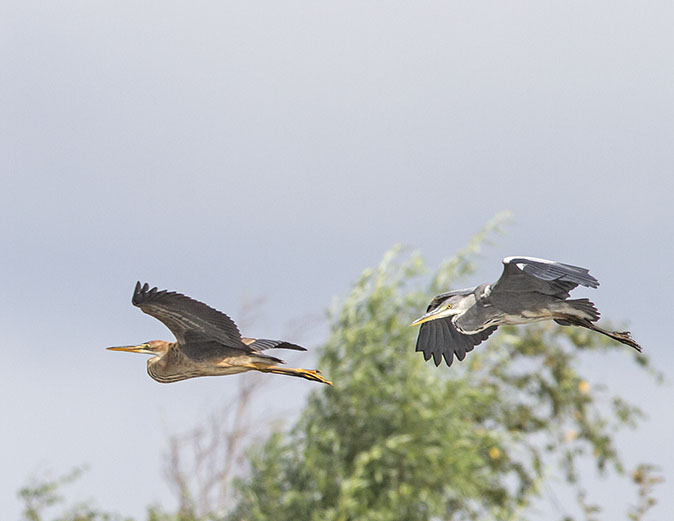 Purper_Blauwereiger230812B.jpg