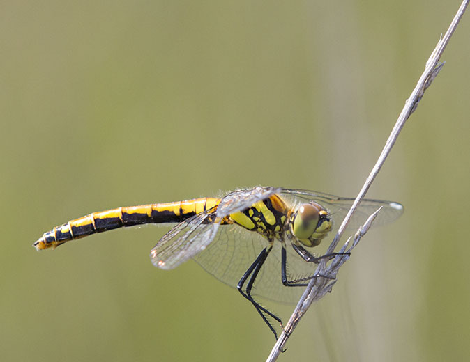 Zwarteheidelibel250712E.jpg