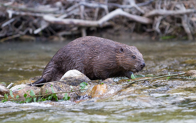 Bever190613H