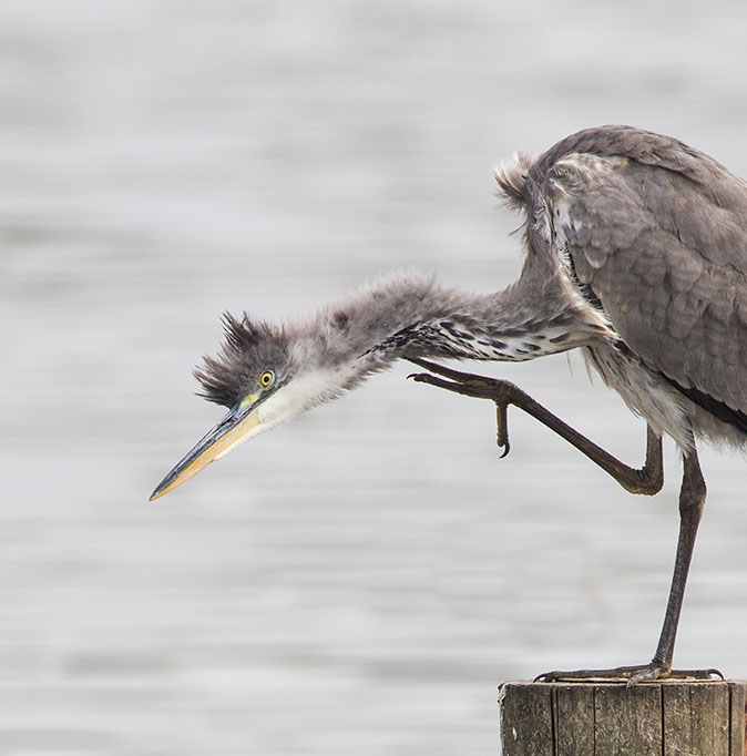 Blauwereiger280813