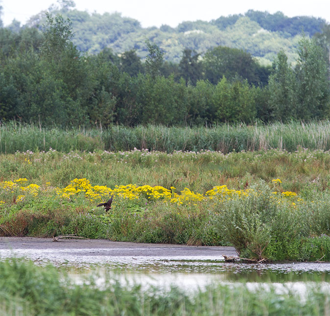 Bruinekiekendief080813A