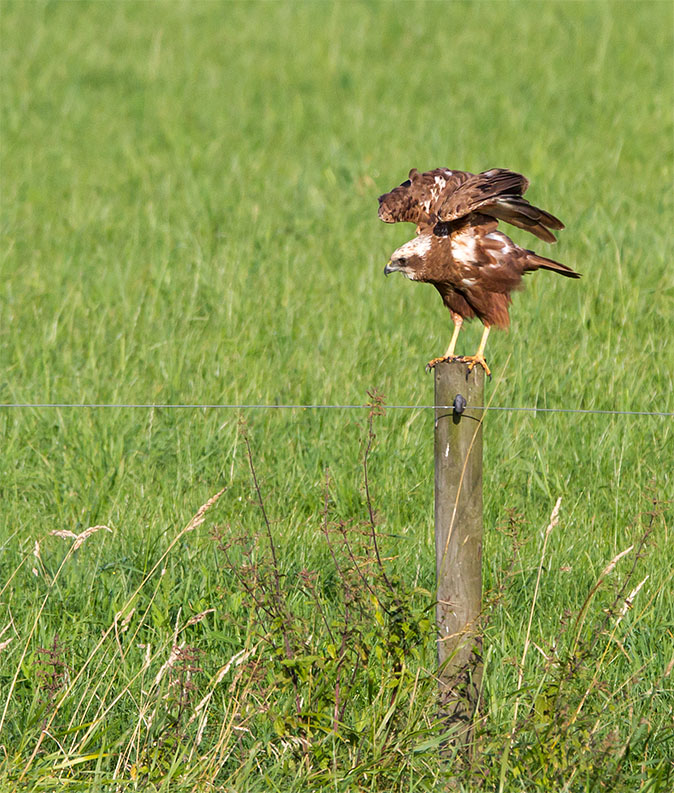 Bruinekiekendief160813B