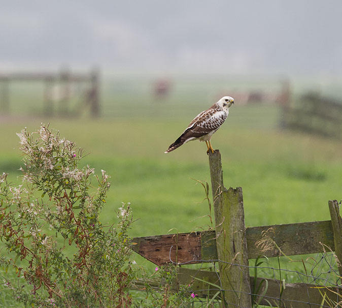 Buizerd300813