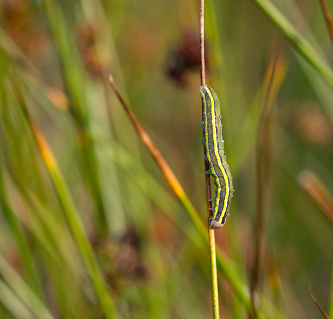 Erwtenuil250713