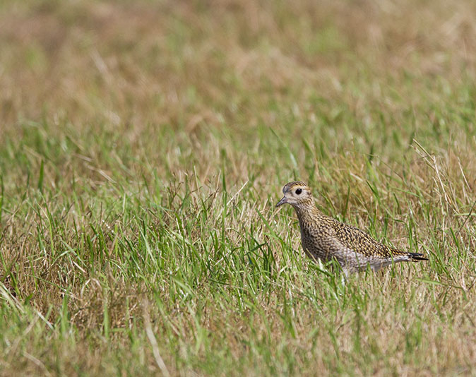 Goudplevier260813A