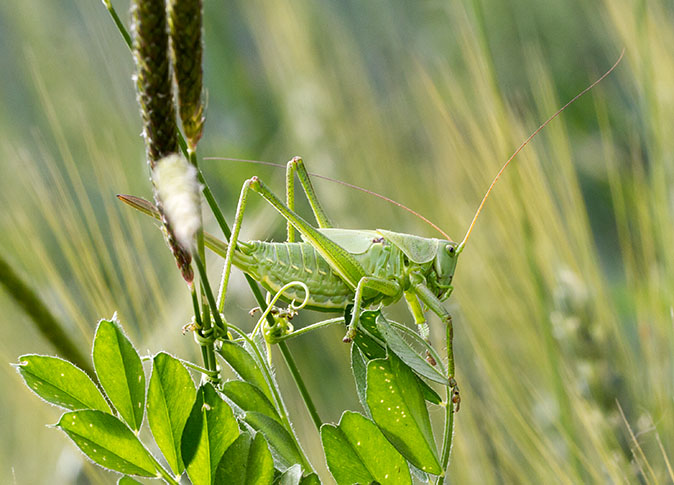 Grotegroenesabelsprinkhaan190613