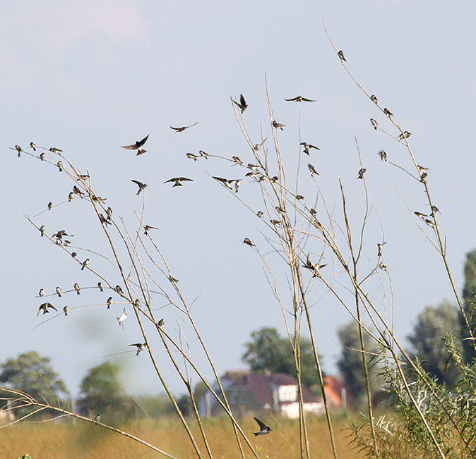 Huiszwaluwen140813