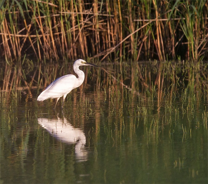 Kleinezilverreiger030813