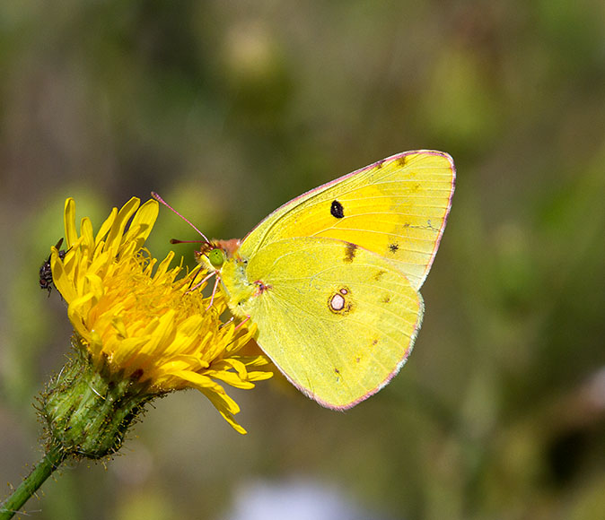 Oranjeluzernevlinder040813A