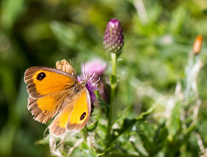 Oranjezandoogje080813