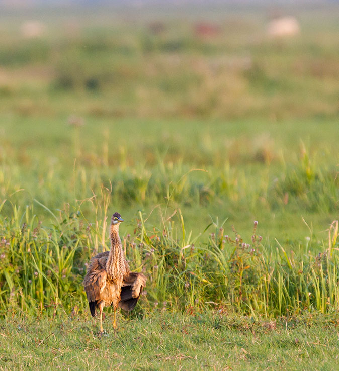 Purperreiger210813