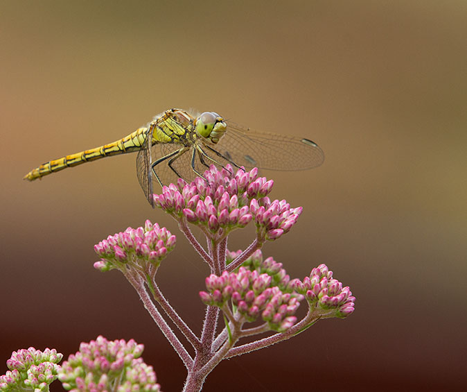 Steenrodeheidelibel270713