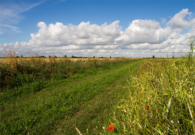 Vogelakkerranden080813