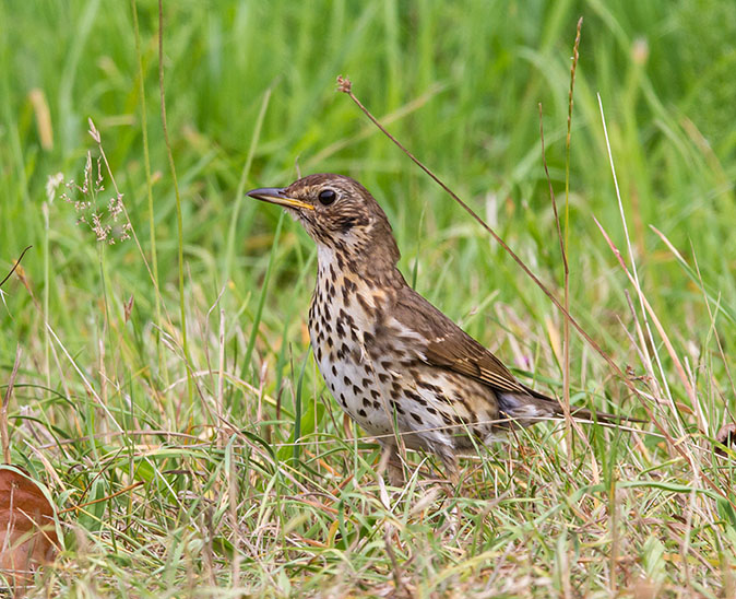 Zanglijster170713