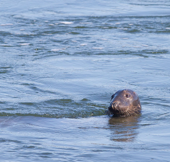 Grijzezeehond270814