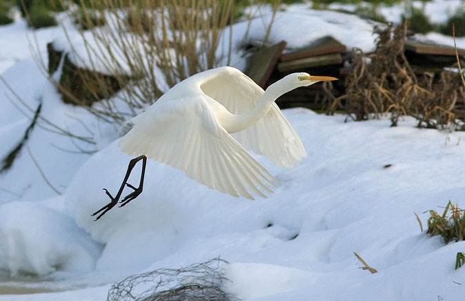 Grotezilverreiger231209A.JPG