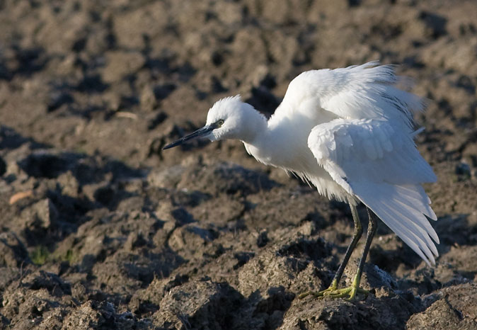 Kleinezilverreiger141209D.JPG