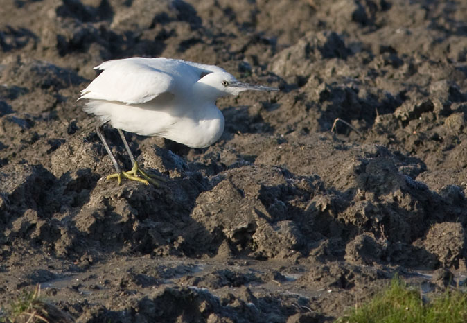 Kleinezilverreiger141209E.JPG