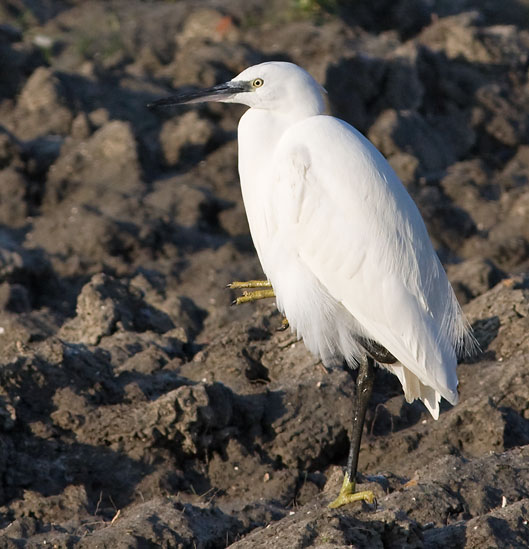 Kleinezilverreiger141209F.JPG