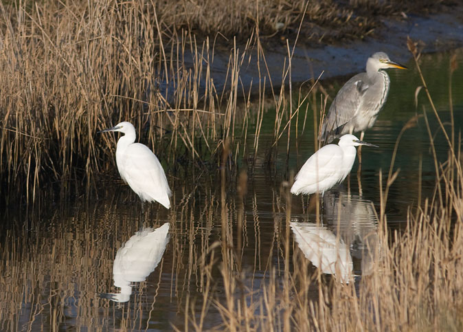 Kleinezilverreigers_Blauwereiger141209.JPG