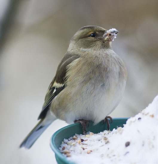 Vink191209B.jpg