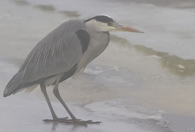 Blauwereiger061210C.JPG