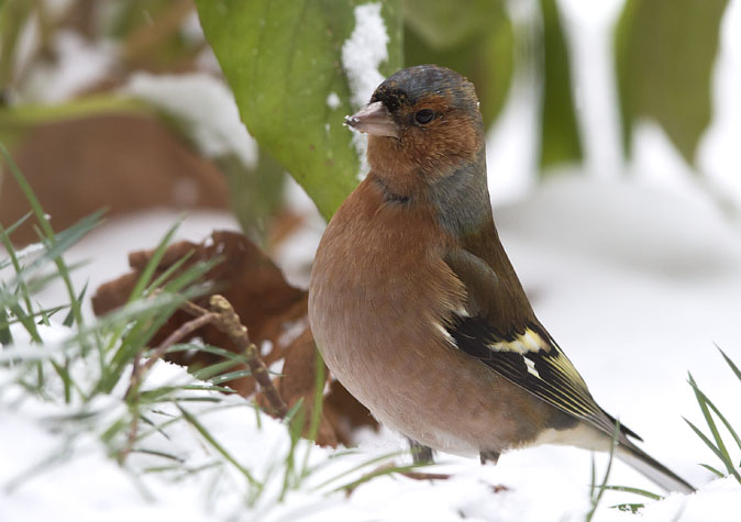 Vink021210A.JPG