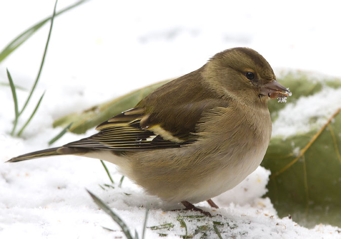 Vink021210C.JPG