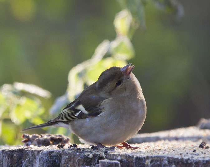 Vink281110.JPG