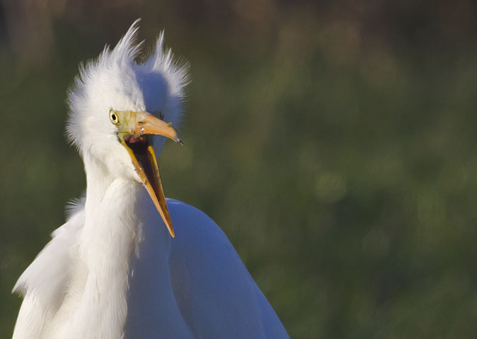 Grotezilverreiger141211B.jpg