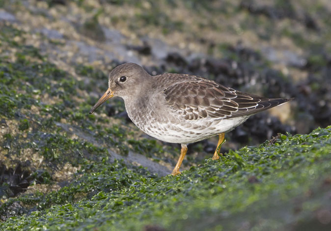 Paarsestrandloper131011A.jpg