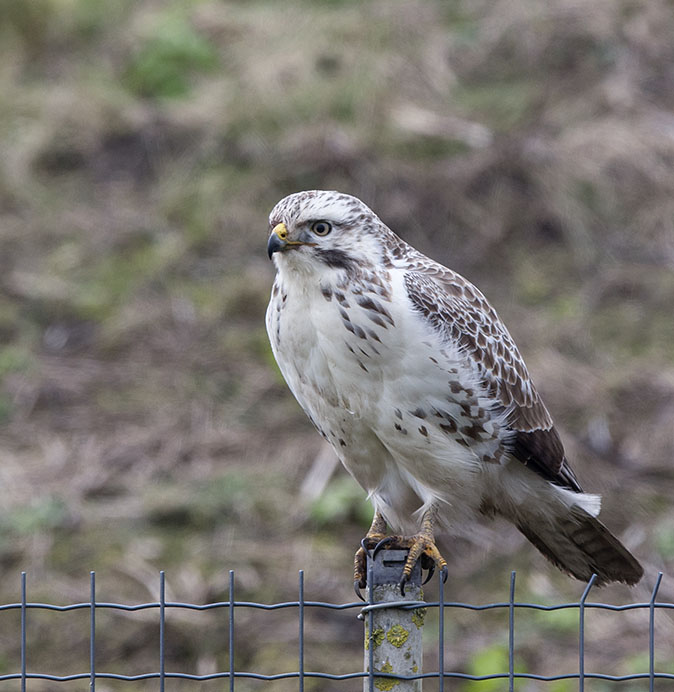 Buizerd141212A