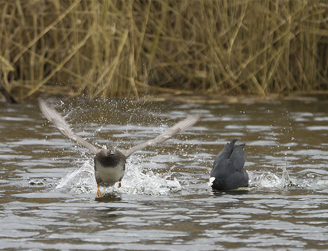 Krakeend_Meerkoet101212.jpg