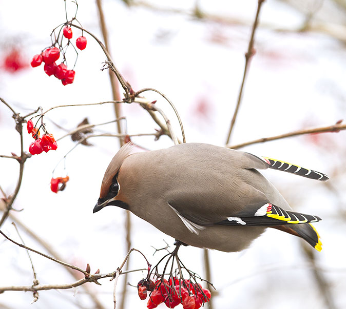 Pestvogel041212.jpg