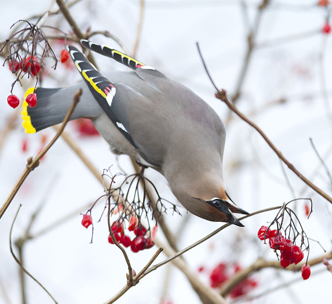 Pestvogel041212A.jpg