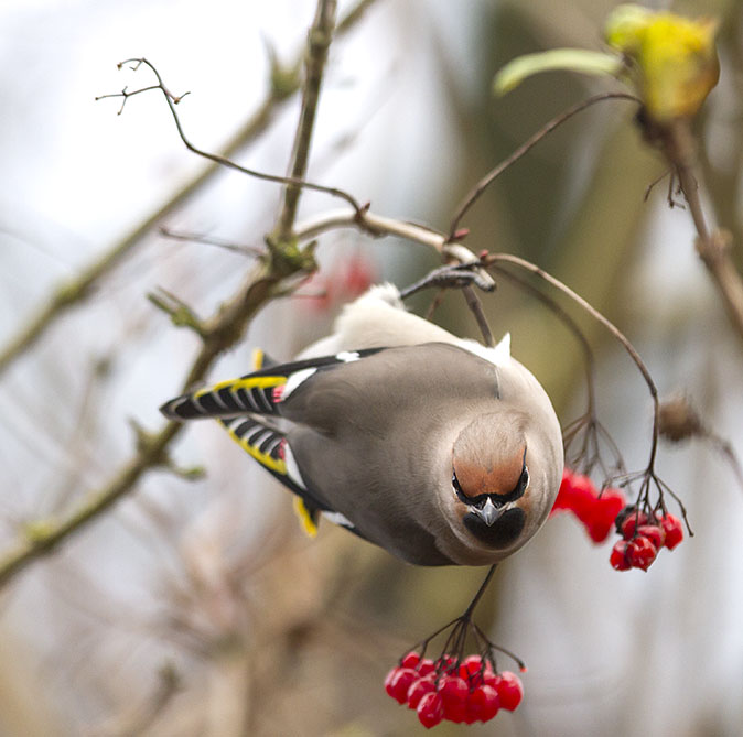 Pestvogel041212B.jpg