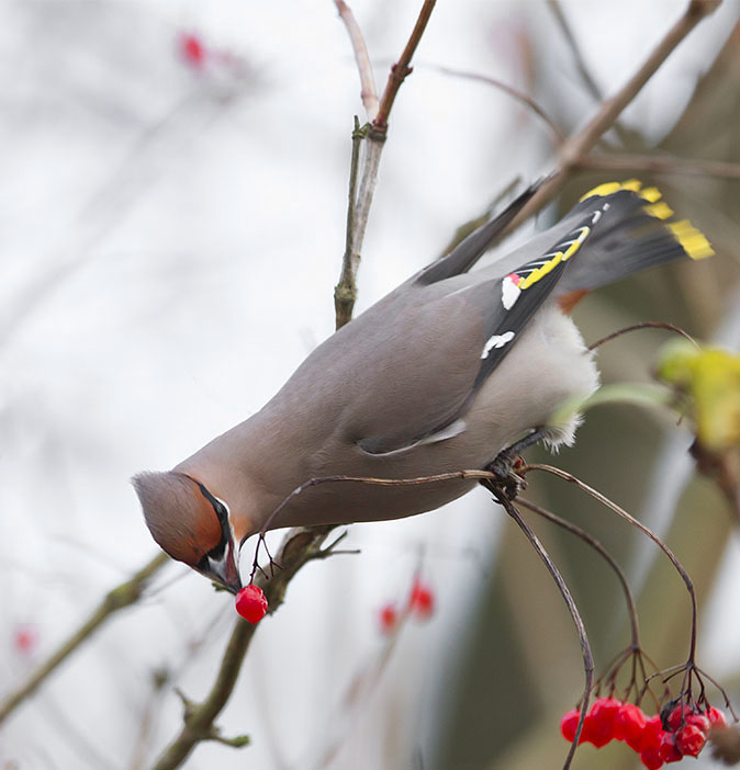 Pestvogel041212C.jpg