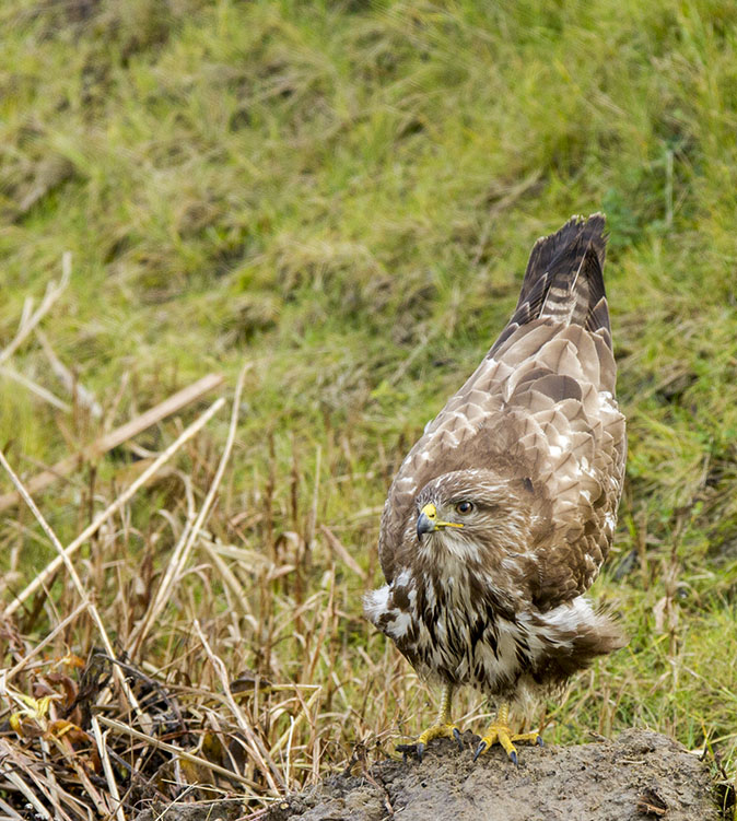 Buizerd061213