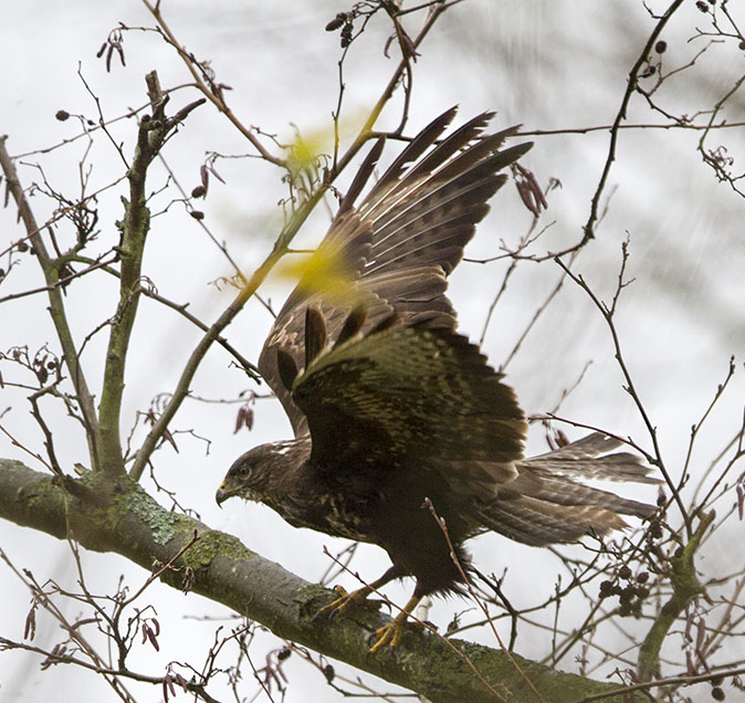 Buizerd271213