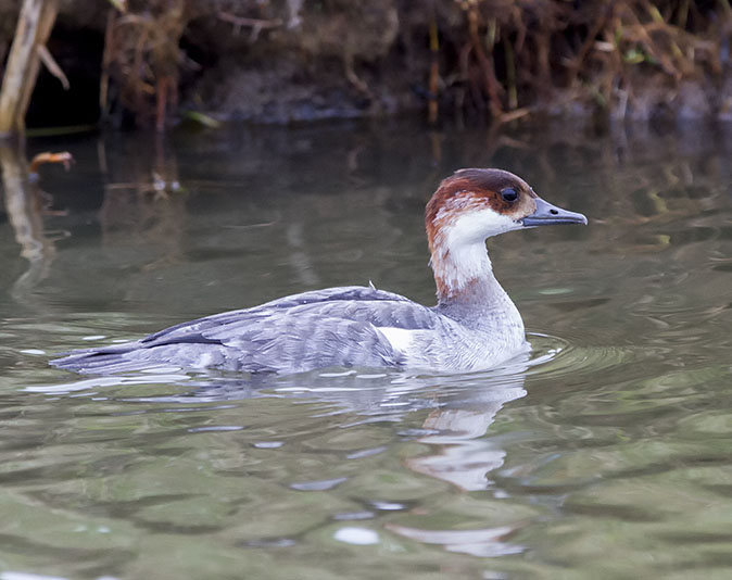 Nonnetje171213