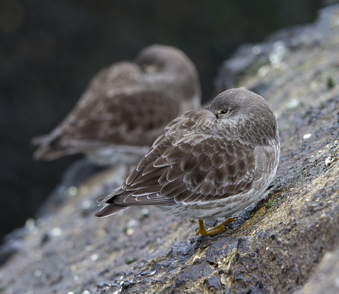 Paarsestrandlopers281013