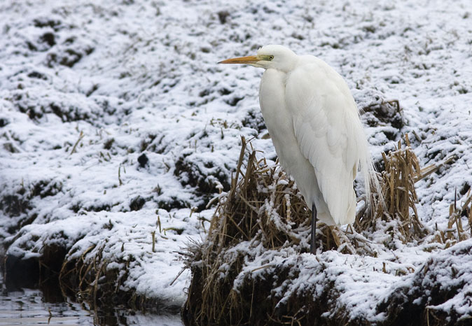 Grotezilverreiger040209.JPG