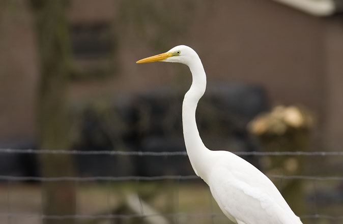 Grotezilverreiger090209.JPG