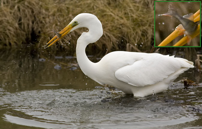 Grotezilverreiger090209A_coll.jpg