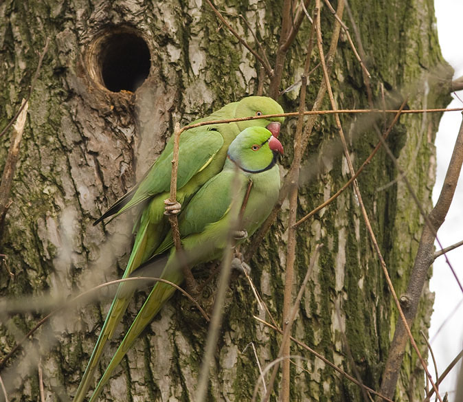 Halsbandparkieten160209F.JPG