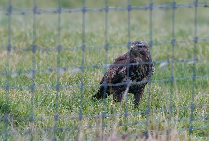 Buizerd040210A.JPG