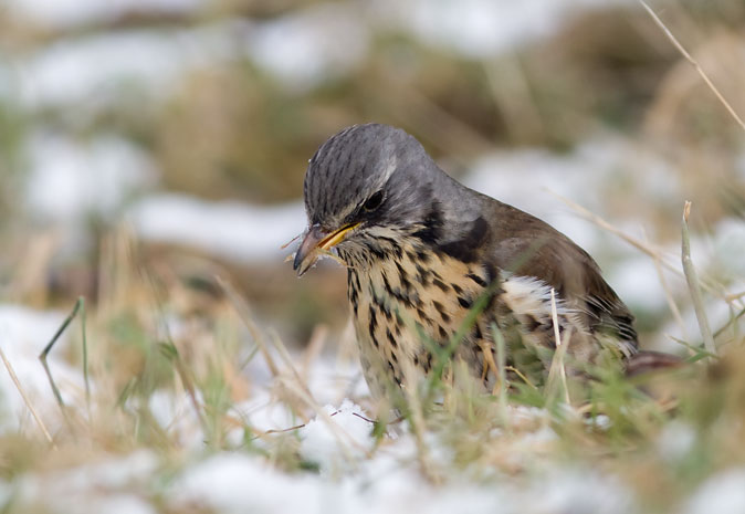 Kramsvogel160210.JPG