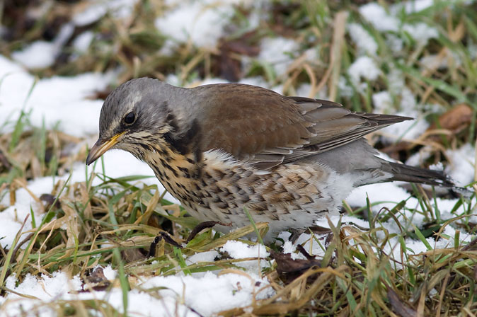 Kramsvogel160210A.JPG